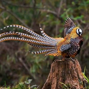 королевский фазан на деревушка.бел.jpg